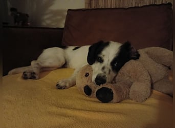 Josie sucht Herzensmensch fürs Leben