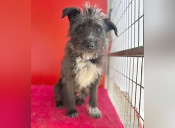 ❤️ gute Hundeseele FICKO - 1,5 Jahre, 35cm - Schnauzer-Mix
