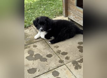 Australian Shepherd Welpen in  Black Bi