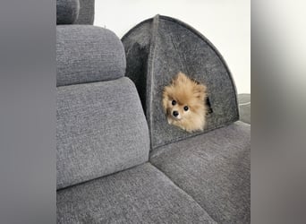 Krümel – Kleine Kämpferin mit großem Herz sucht ihr Glück!