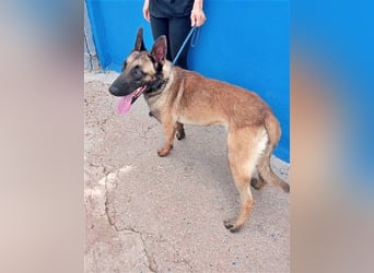 Tintin, traumhafter Malinois Rüde mit bestem Charakter, sehr sozial   Steckbrief Name: Tintin Rasse: