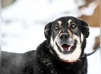Mascha geb. 11/2016 - genügsame, brave und unglaublich verschmuste Hündin!