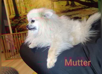 Pomeranian