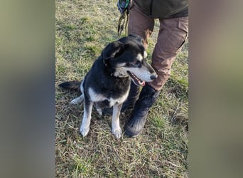 Nala, geb. 19.04.2021, 57cm, wünscht sich eine liebevolle Familie