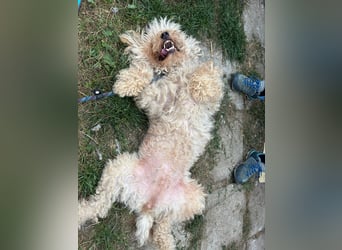 Mano, super liebe Puli Mischlingshündin geb. 2020