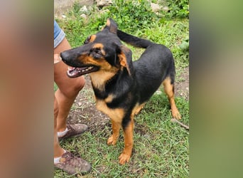 Dixie sucht eine liebe Familie!