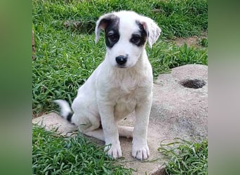 Snoopy-gr. Schäferhund-Mischling - sucht dringend  ein Zuhause/Pflegestelle