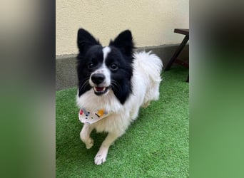 Leopold SR - kleiner Spitz mit großem Charme sucht seinen Platz im Leben