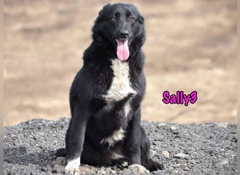 Sally3 geb. 04/2021 - sooo sanfte und verschmuste Hündin sucht liebevolle Menschen!