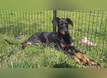 Dobermann Welpen mit Ahnentafel u. Bringservice