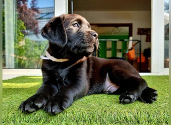 Edle Labrador Welpen mit Ahnentafel, Nachkommen von Champions