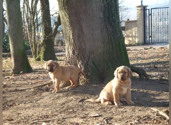 Broholmer Welpen.