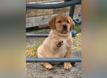 Edle Labrador Welpen (Schwarz/Foxred) mit Ahnentafel, Nachkommen von Champions