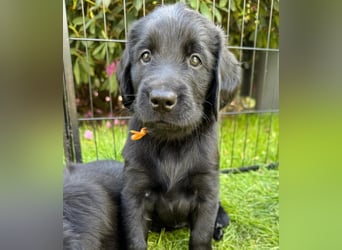 Flatcoated Retriever Welpen - noch ein Rüde sucht ein zuhause!