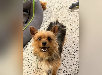 Betty, liebe und verschmuste Yorki-Mix-Hündin, geb. 12/2022