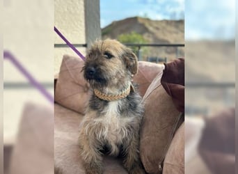 Emma, ein Schätzchen auf der Suche nach dem Glück