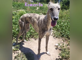 Romerita 05/2021 (in Deutschland) - wunderschöne, sympathische und soziale Galga!