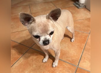 (R) ❤️ süßer Zwerg KIKO - 4 Jahre, 24cm/ 3kg - Chihuahua