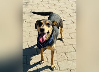 Shiva, ca. 4 Jahre jung, 40 cm, wartet auf ein tolles Hundeleben