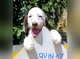 English setter Welpen (3 Rüden, 2 Hündinnen)