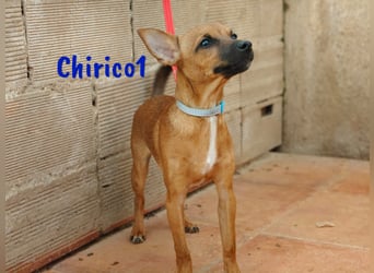 Chirico1 06/2024 (ESP Pflegestelle) - verschmuster und lustiger Chihuahua-Pinscher-Mix Welpe!
