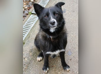 Charmanter LEWI ist ein lustiger und freundlicher Hundebub