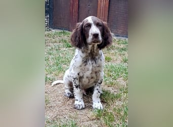 English setter Rüde Welpe