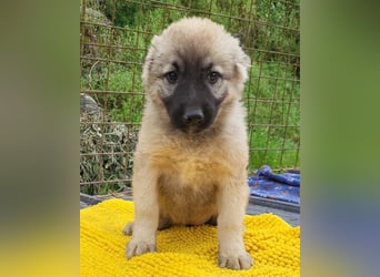 Suki ❤️ Süßes + liebes Welpenmädchen!