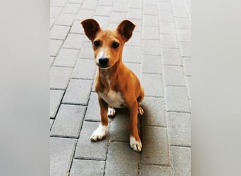Chips, Pinscher/ Dackel Mix, geb. 4/ 2025 verspielter Welpe
