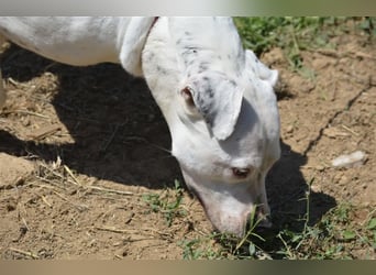 Mary - Sehr liebe (taube) Dogo-Argentino Hündin, ca. 3 Jahre alt, gut verträglich