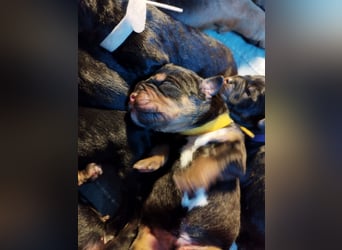 Welpen ideale Familienhunde