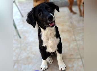 Barney2 geb. 02/2025 (GRC) - verschmuster und verspielter, charmanter Griechischer Hirtenhund Welpe!