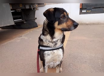 Juanita - Hündin in Spanien
