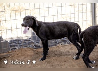 Timmy, Adam und Ajax suchen ein Zuhause