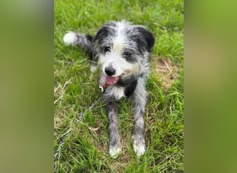 Sonnenschein Greta sucht aktives Zuhause