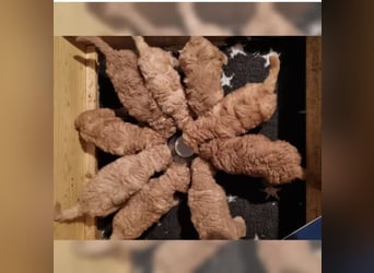 2020, 2025 waren tolle Würfe, 2026 plane ich erneut 1 Wurf  Labradoodlewelpen F1bb in crem