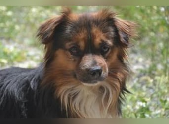 Salsicha, einer von zwölf zurückgelassenen Hunden sucht ein neues Zuhause
