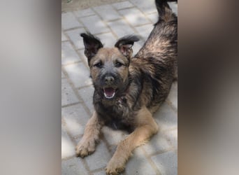 Jamie - ein toller, freundlicher, neugieriger Junghund