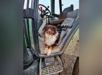 Hübsche Aussie Welpen