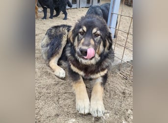 Aramis ❤️ liebevoll aufgeweckter Jungrüde