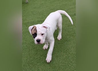 American Bulldog Welpen
