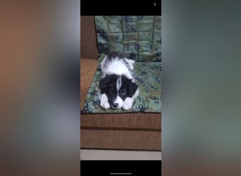 Kleiner Loki sucht ein Zuhause