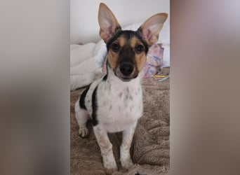 Welpendame CHANEL (auf Pflegestelle in 90453 Nürnberg) sucht ihr Zuhause!