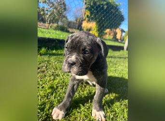 Cane corso mastiff mix 