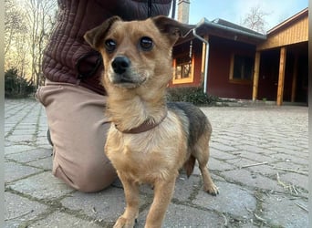 Eddie, geb. 11.12.2024, 19 cm, wünscht sich ein tolles Hundeleben