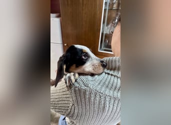Beagle Mischlingsdame EADIE (*Dezember 2024) sucht eine Familie