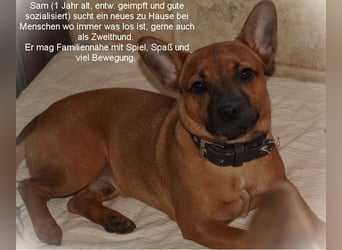 Jackbull Rüde Sam sucht nette aktive Familie