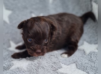 Bezaubernde Welpen aus Bolonka Zwetna und Pomeranian (Zwergspitz)