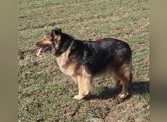 Ein Bärchen an Hündin, MALINA. Einfach nur lieb! SEHR menschenbezogen, ausgeglichen und lieb