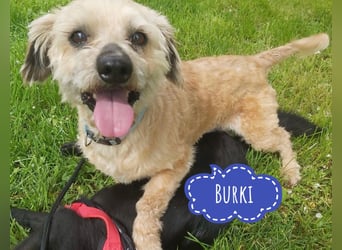 Burki ein kleiner sportlicher Bub